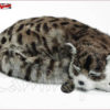 Gatto raggomitolato V101