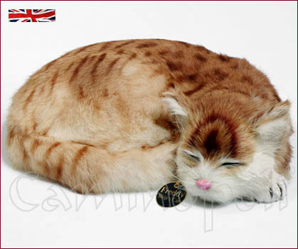 Gatto raggomitolato V102