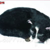 Gatto raggomitolato V103